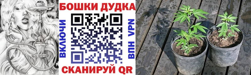 магазин  наркотиков  Заводоуковск  Шишки марихуана Amnesia 
